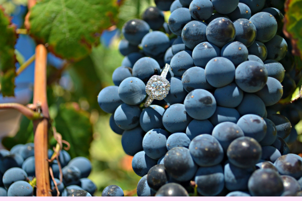 A picture of a ring with a big diamond, nestled in a bunch of grapes in the vineyard