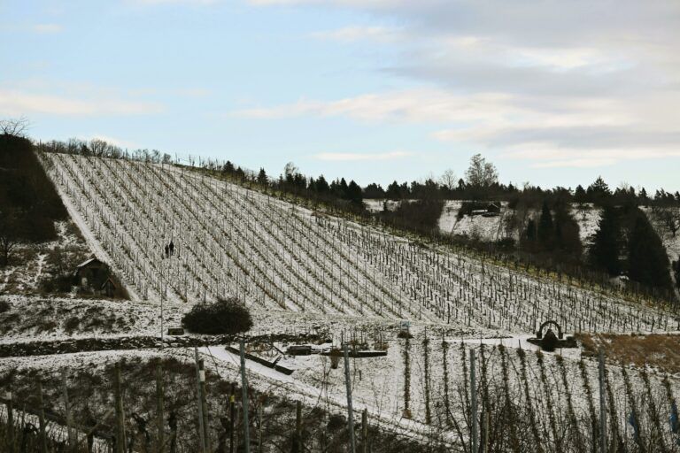 a picture of a vineyard during winter