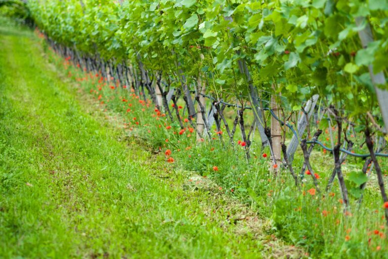 a picture of vineyard in summer