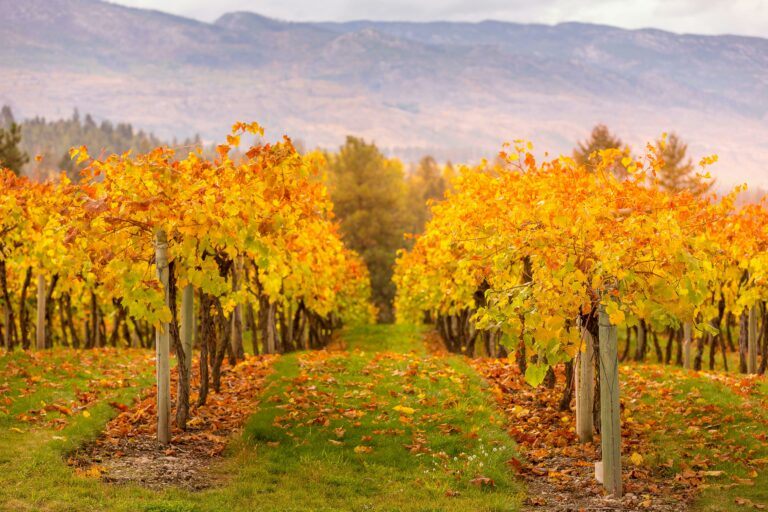 a picture of a vineyard in Fall